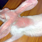 Mange infection in Rabbit