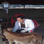 Transfusion of Blood in Anemic Calf