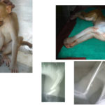 Humerus Fracture in Monkey