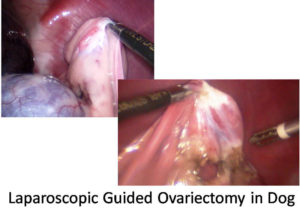 Laparoscopic Guided Ovariectomy in Dog