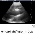 Pericardial Effusion in Cow