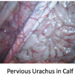 Pervious Urachus in Calf