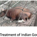 Treatment of Indian Gour