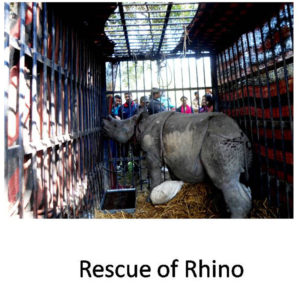 Rescue of Rhino