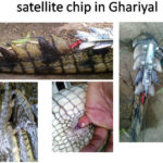 satellite chip in Ghariyal