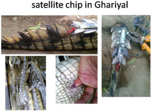 satellite chip in Ghariyal