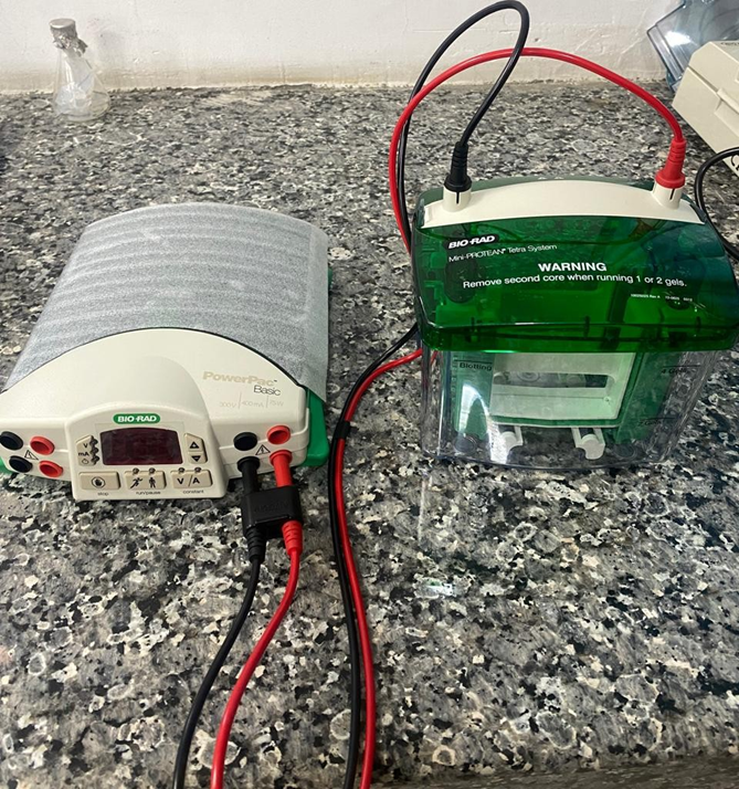 Vertical Gel Electrophoresis System